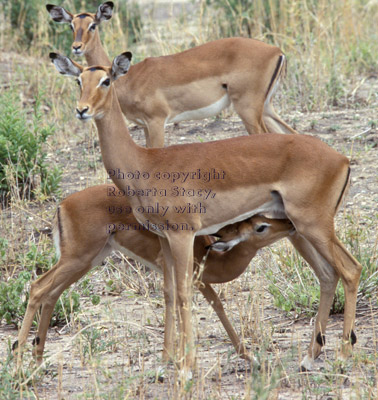 baby impala nursing Tanzania (East Africa)