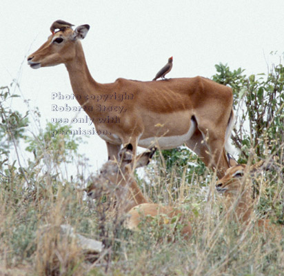 impala with red-billed oxpeckers on its head and back