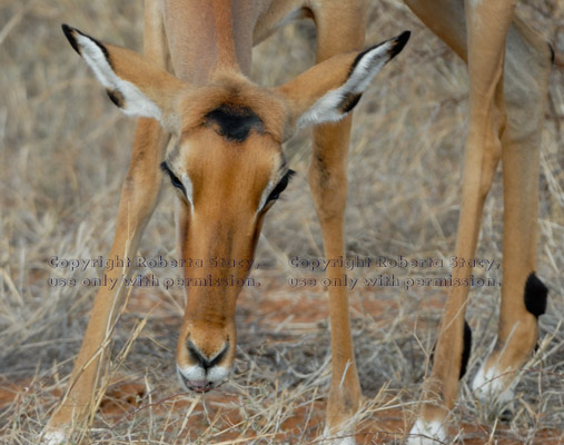 close-up of impala eating