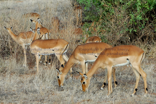 impalas eating