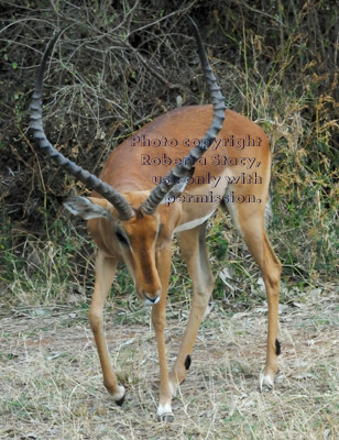 male impala