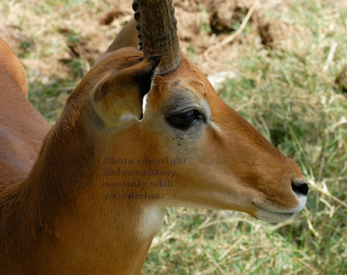 impala, close-up head shot