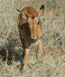 young impala