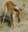 impala, young