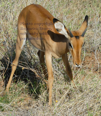 impala, young