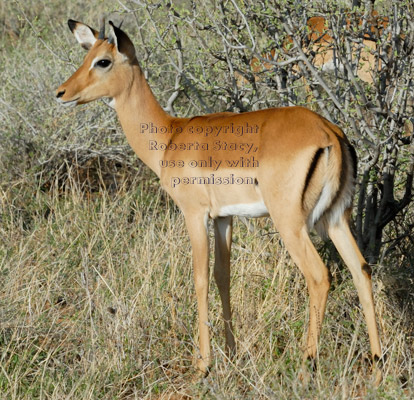 impala, immature