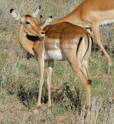 impala