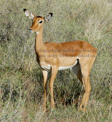 impala