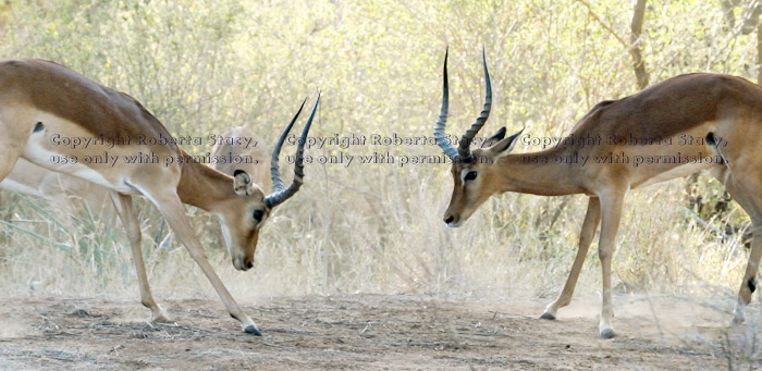 impalas playing