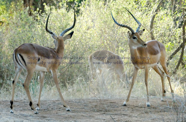 two impalas