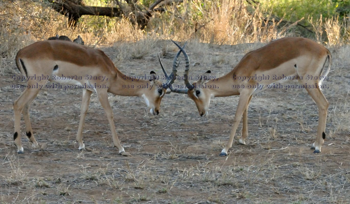 two impalas play-fighting