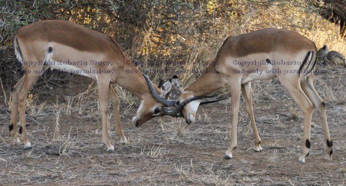 two impalas locking horns