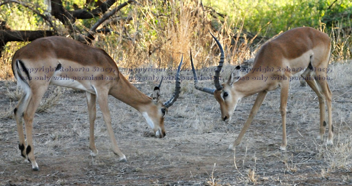 impalas playing