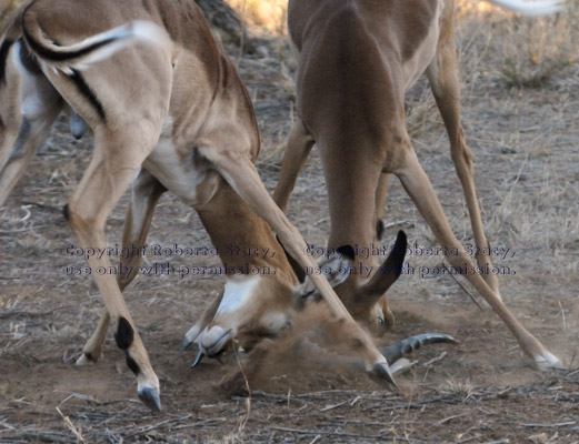 impalas play-fighting