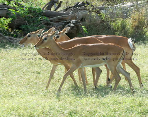 four female impalas walking