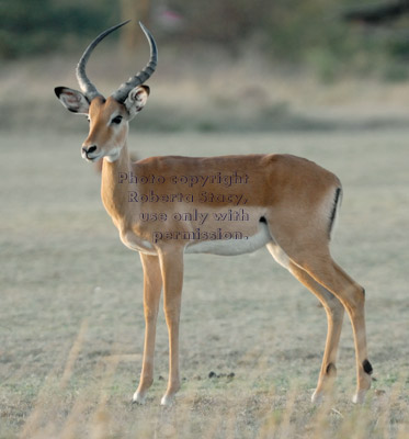 male impala