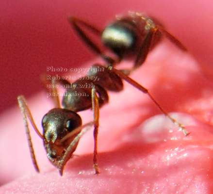 unidentified ant on flower petal