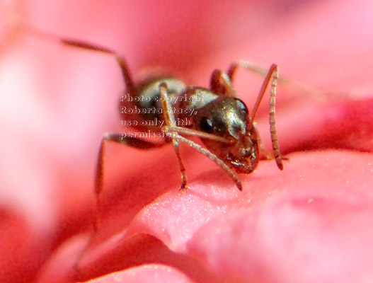 unidentified ant on ivy geranium petal, front view