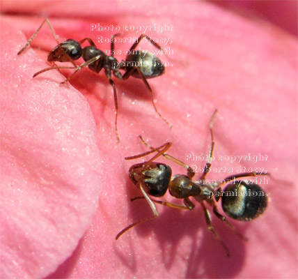 two unidentified ant on ivy geranium petals