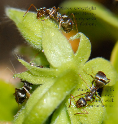 three unidentified ant on ivy geranium plant