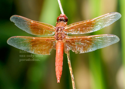 red skimmer dragonfly