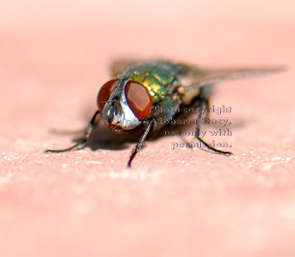 green bottle fly resting on a brick