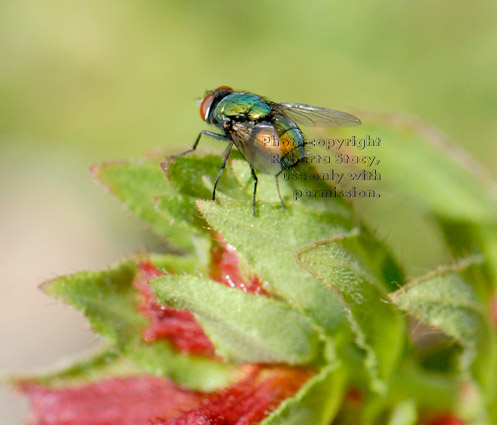 green bottle fly on a leaf