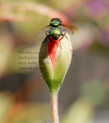 green bottle fly on a flower bud, rear view