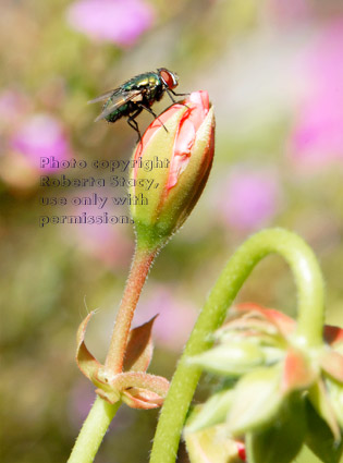 green bottle fly on a ivy geranium bud