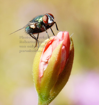 green bottle fly on a ivy geranium bud