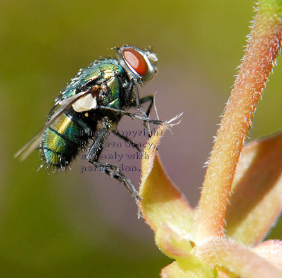 side view of green bottle fly on an ivy geranium plant