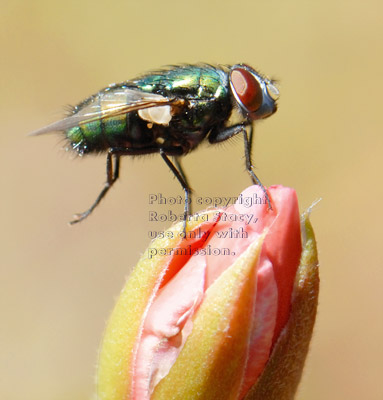 green bottle fly on on flower bud, side view