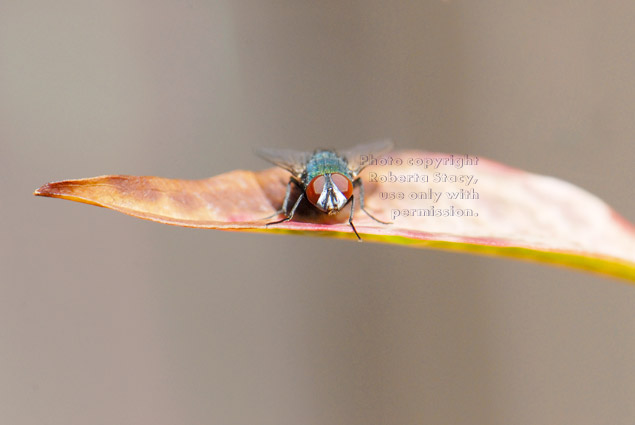 green bottle fly on on nandina leaf, front view