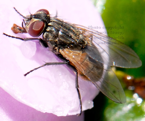 house fly on flower petal