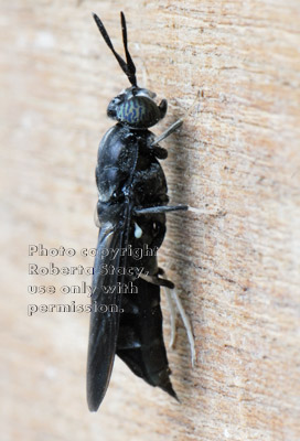 black soldier fly on piece of plywood, side view