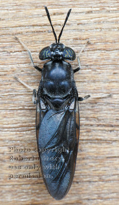 black soldier fly on piece of plywood