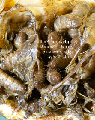 black soldier fly larvae on orange peel in compost bin