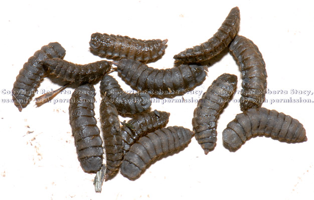 black soldier fly larvae