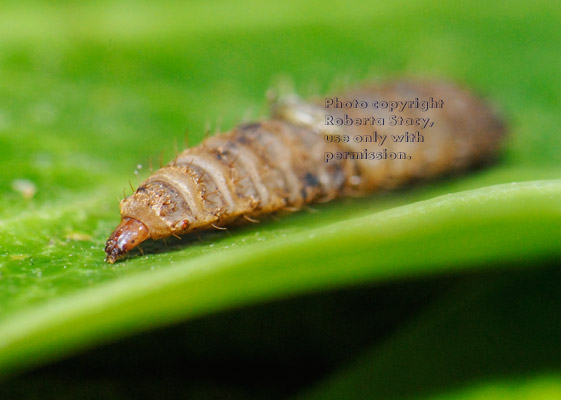 black soldier fly larva