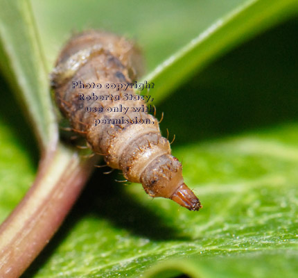 black soldier fly larva