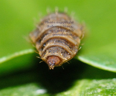 black soldier fly larva with mouth open