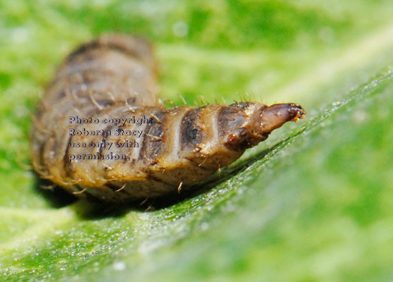 black soldier fly larva