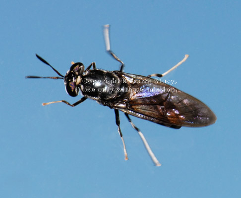 black soldier fly on window with sky behind it