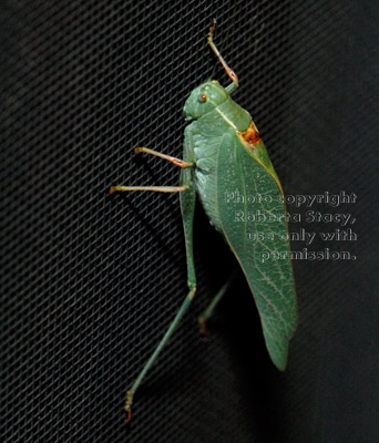 California katydid on window screen