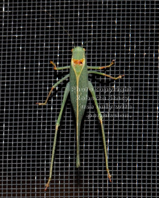 California katydid on window screen