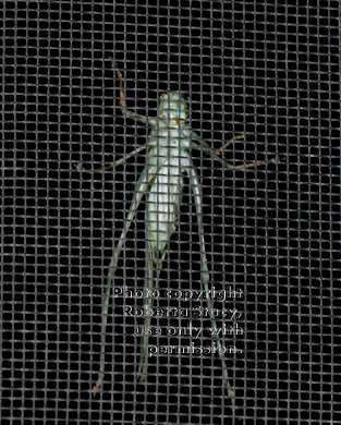 California katydid on window screen, viewed from inside of house