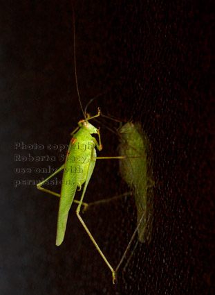 California katydid at night, reflected in dark window