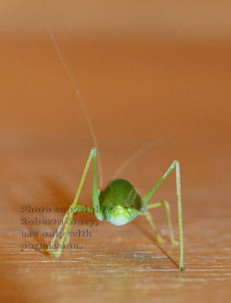 rear view of California katydid