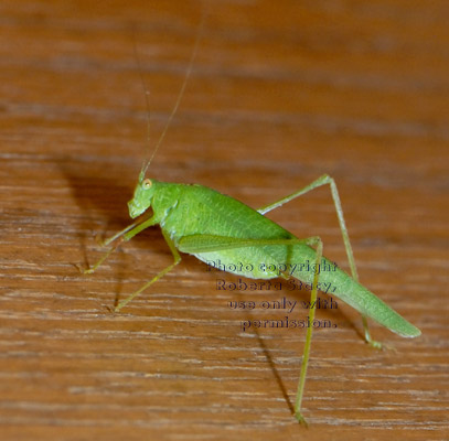 side view of California katydid