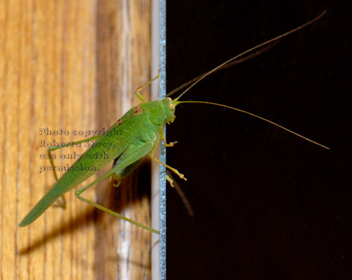 California katydid holding on to edge of medicine cabinet